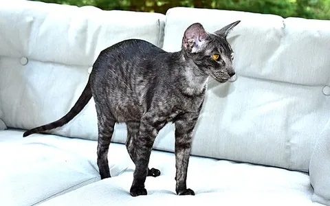 Oriental shorthair