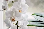 Orchidée
