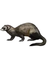 Furet