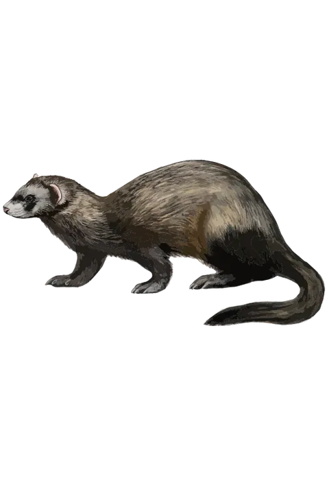 Furet