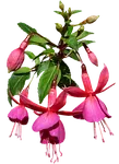 Rose fuchsia