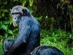 Chimpanzé