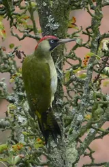 Pivert