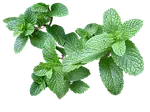 Menthe