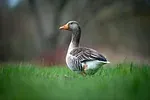 Canard