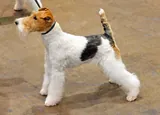 Fox-terrier