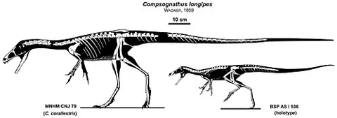 Compsognathus