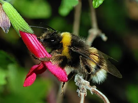 Bourdon terrestre