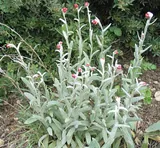 Helichrysum