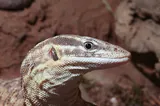 Varan à queue épineuse