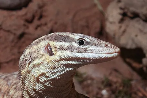 Varan à queue épineuse