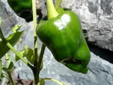 Piment poblano