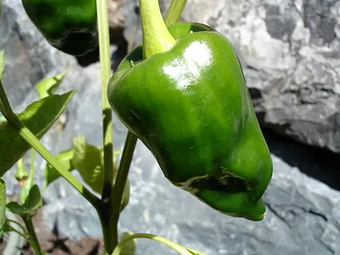 Piment poblano