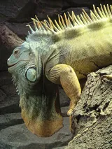 Iguane
