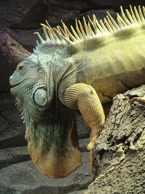 Iguane