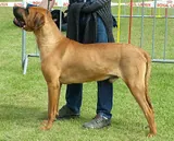 Tosa Inu