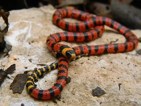 Serpent corail mexicain