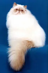 Himalayen