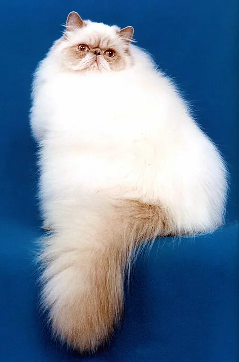 Himalayen