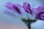 Chou-fleur violet