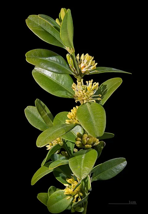 Buxus
