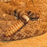 Serpent à sonnette