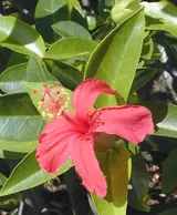 Hibiscus