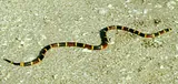 Serpent corail