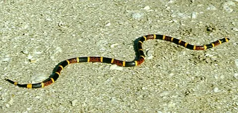 Serpent corail