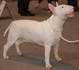 Bull Terrier