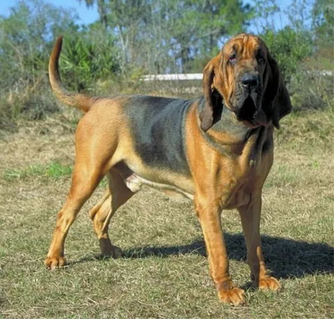 chien de Saint-Hubert