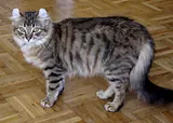 American curl